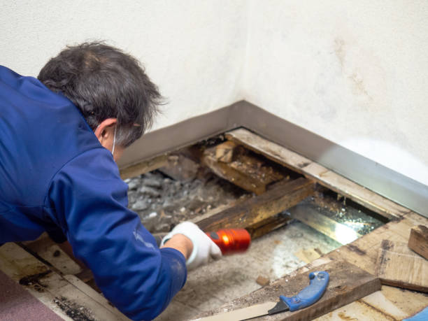 Best Mold Cleaning Services  in Malta, IL