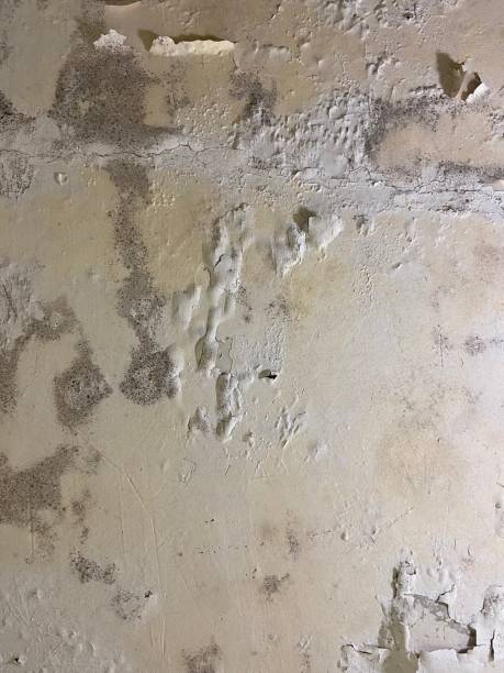 Mold Removal and Inspection in Malta, IL
