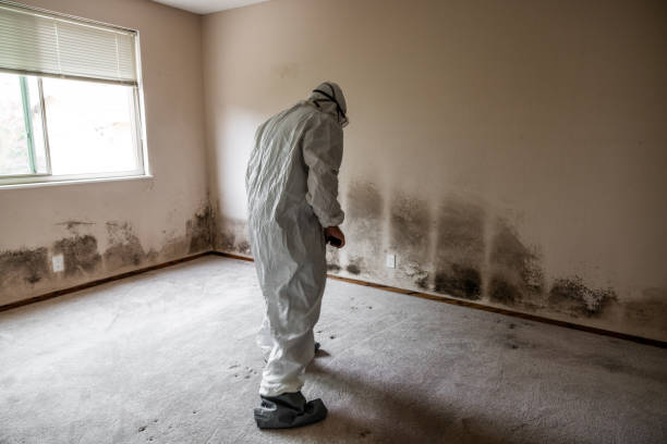 Attic Mold Removal in Malta, IL