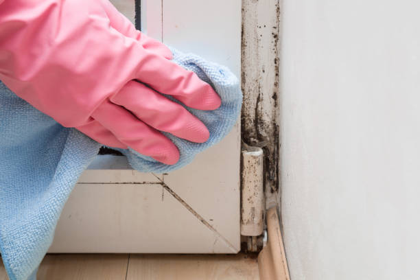 Mold Testing and Removal in Malta, IL
